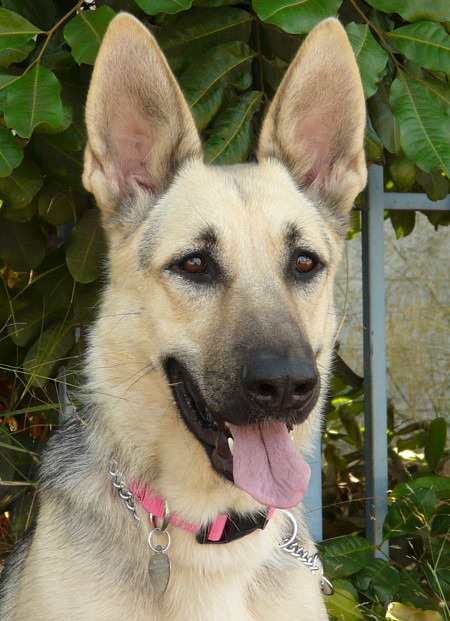 Light haired hotsell german shepherd